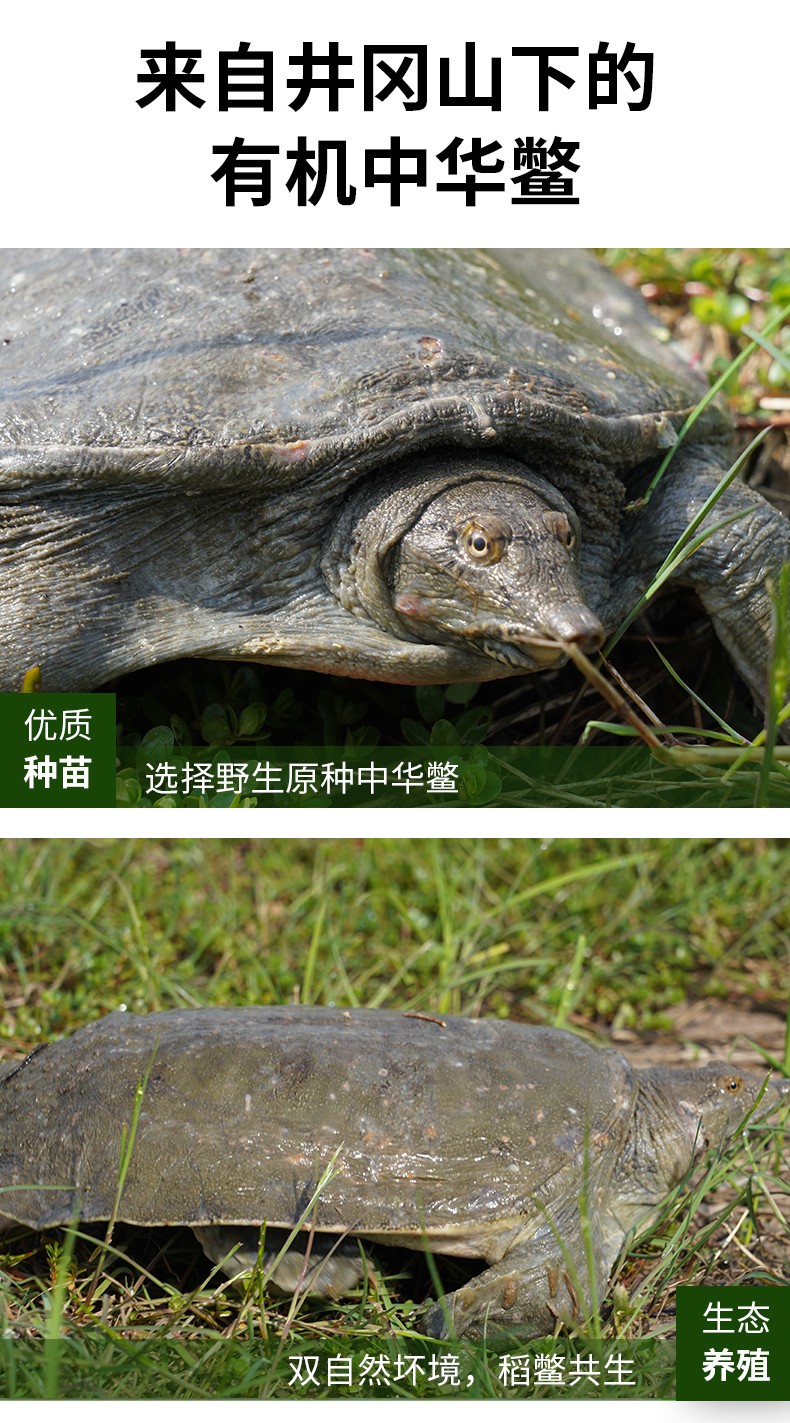 和萬安|生態農業|有機食品|綠色食品|稻田共養