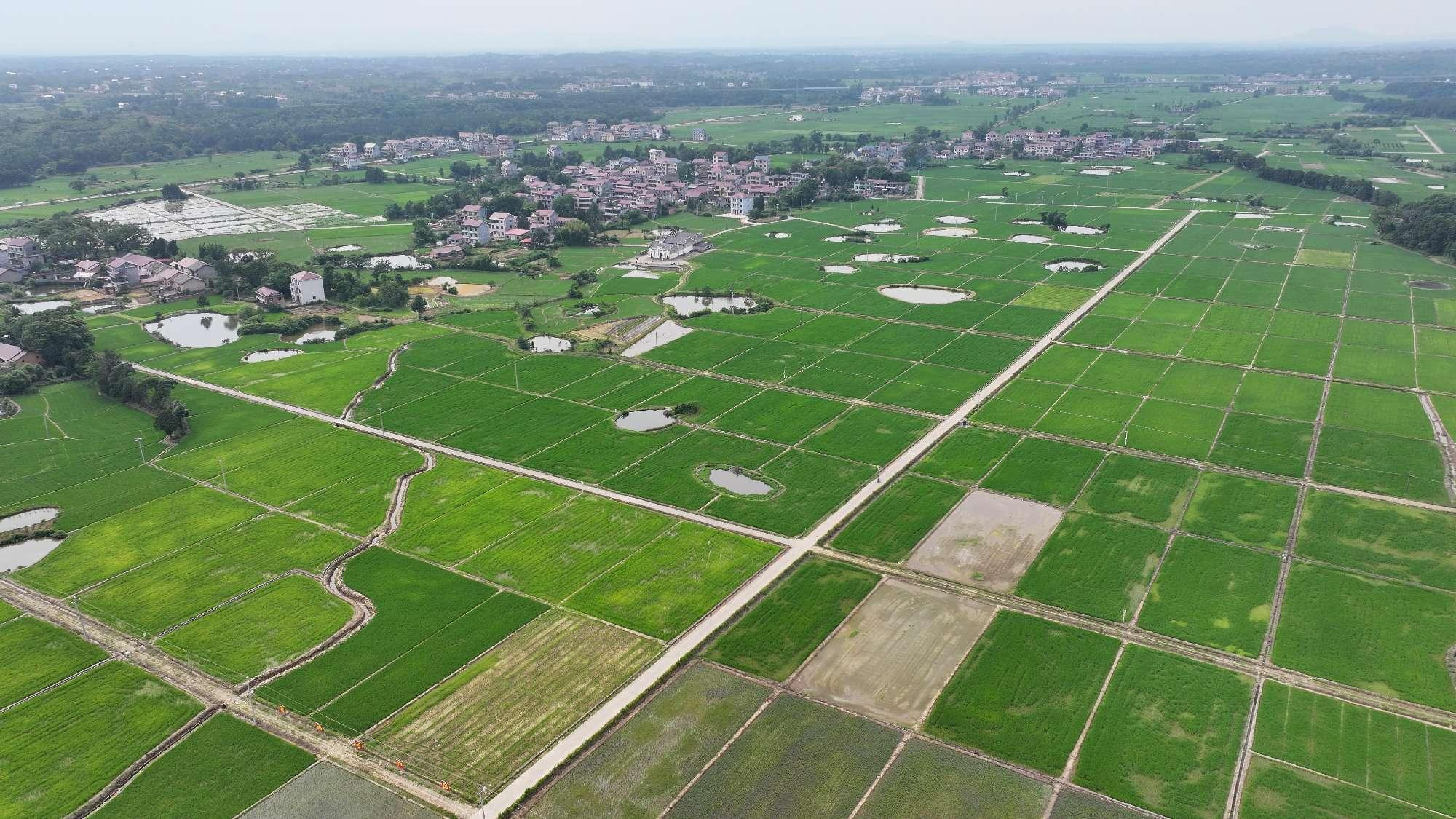 和萬安|生態農業|有機食品|綠色食品|稻田共養